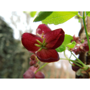 Akébia trojpočetná (Akebia trifoliata) - výška 60-80 cm, kont. C2L